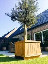 tuinmeubilair: olijfboom in houten pot